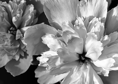 Black and White Peonies