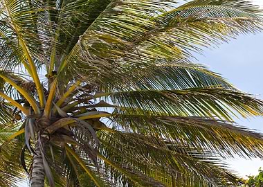 Palm Tree Coconuts Tropica