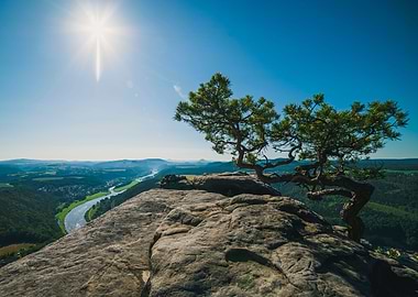 Tree over the Elbe valley
