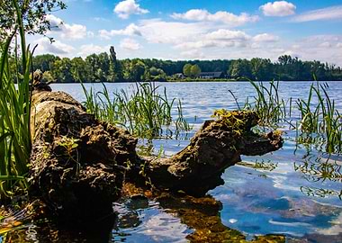 Tree trunk in the water