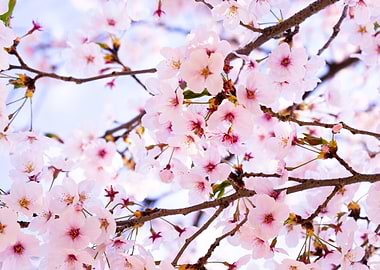 Pink Cherry Blossoms