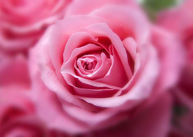 Bright Pink Rose