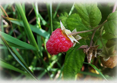 A ripe raspberry