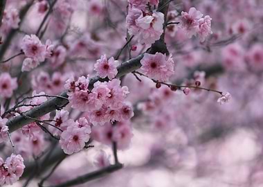 Graceful Cherry Blossoms
