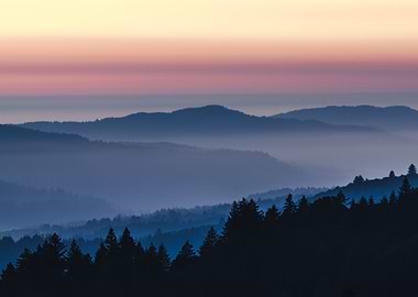Tree Sunset Silhouette