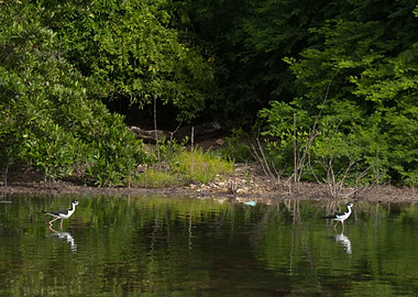 Stilt Black Necked Him