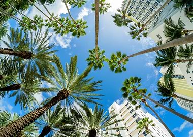 Miami Palms
