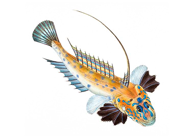 Dragonet Gallioyumus Lyra