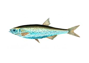 Bleak Cyprinus Alburnus