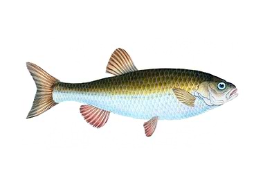 Chub Cyprinus Jeses