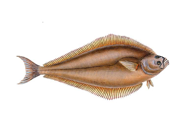 Atlantic halibut