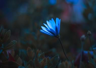 nature beauty flower