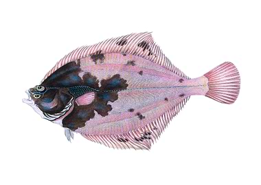 European flounder