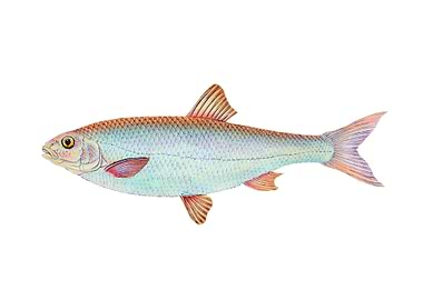 Dace Cyprinus leuciscus