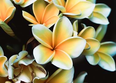 nature beauty flower