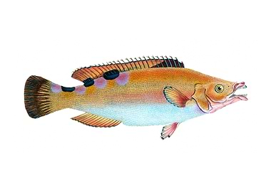 cuckoo wrasse