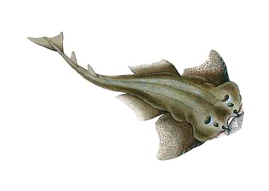 Angel shark