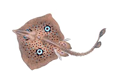 Brown Ray Raja miraletus