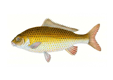 Carp Cyprinus