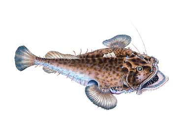 Fishing Frog or Angler