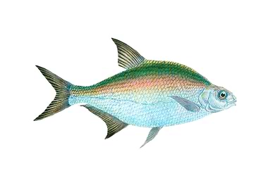 Bream Cyprinus Brama