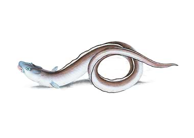 Conger Eel