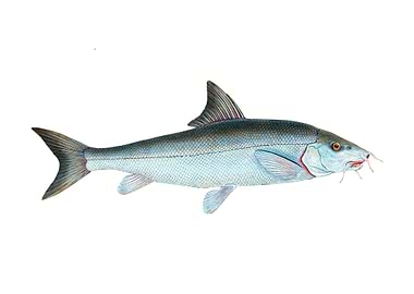Barbel Cyprinus Barbus