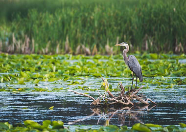 Great blue heron