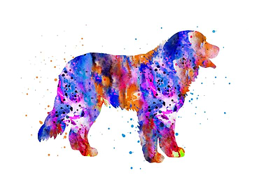 Bernese mountain dog