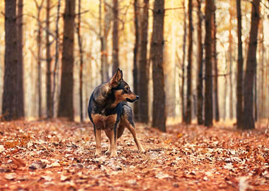Animal Autumn Black Canine