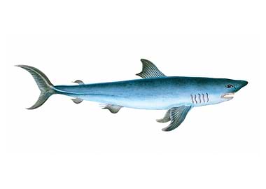 Porbeagle Shark Squalus