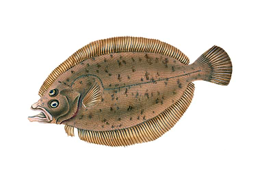 he common dab Limanda