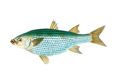 Mullet Mugil Cephalus