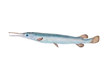 Great or Bony Gar fish