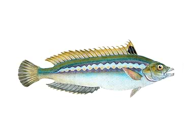 Indented striped Wrasse