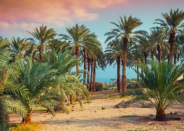 Palm Tree Phoenix Date Pla