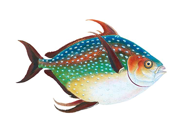 Opah Lampris guttatus