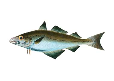 Pollack Gadus Pollachius