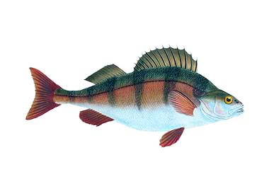 Perch Perca fluviatilis