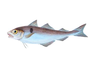 Haddock Gadus