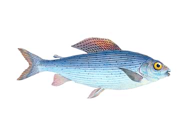 Grayling Salmo Thymallus