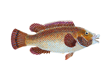 Old Wife Wrasse Labrus