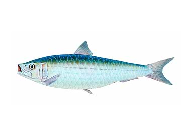Pilchard Clupea pilchardus