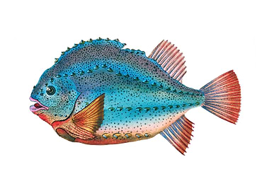 Lumpsucker Cyclopterus