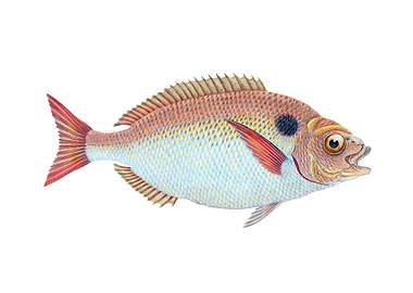 Lunulated Gilt head Sparus