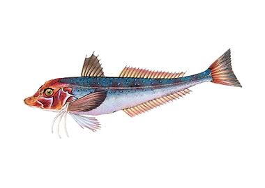 Grey Gurnard