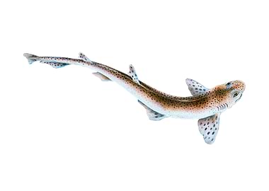 Lesser Spotted Dog fish
