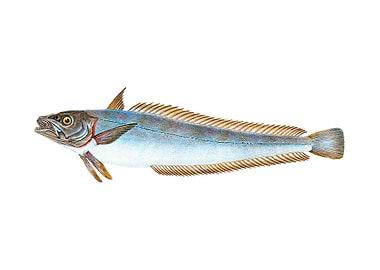 Hake Gadus Merluccius