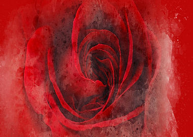 Rose Flower abstract