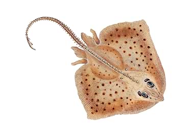 Rough ray Raia Rubus